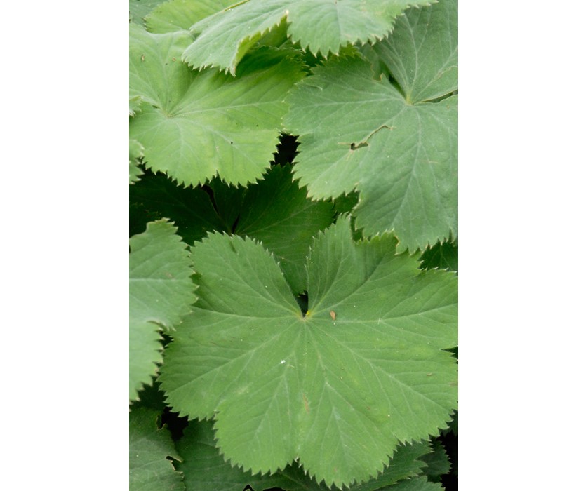 Lady's Mantle